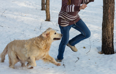 Retriever in winter forest