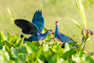 Purple Swamphen flapping wings on a clump of Water Hyacinth