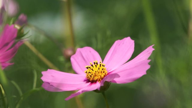 Pink Cosmos flowers in garden