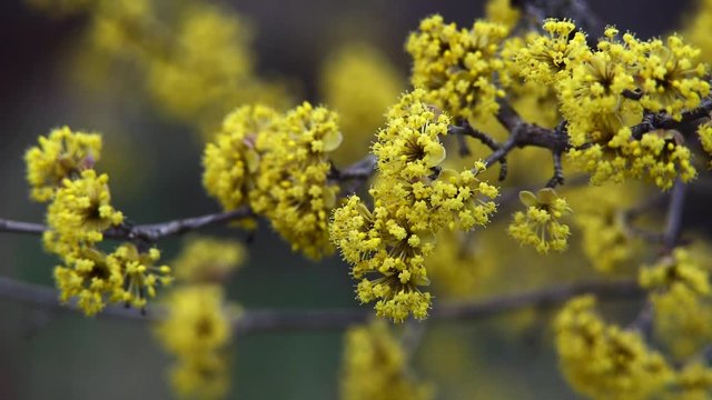 dogwood blooms in spring yellow flower.