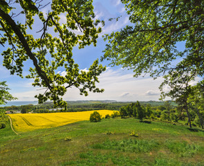 Fototapeta premium Rapsblüte in Göhren auf Rügen, Blick zum Südstrand und den Zicker Bergen, Halbinsel Mönchgut