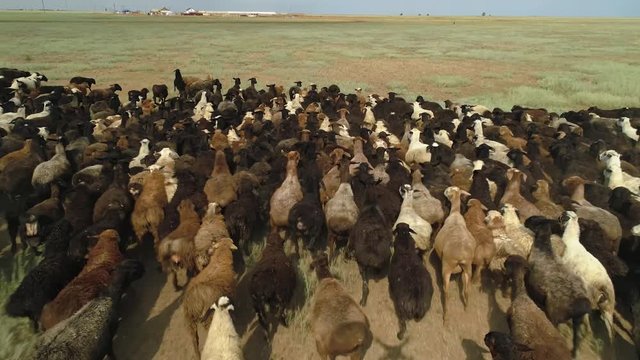 Quickly run follow cloce large flock herd of sheep cattle overgrown with wool. Green field meadow next to old village house rural farm. Summer sunny day steppe open space horizon. Panic vanity. Aerial