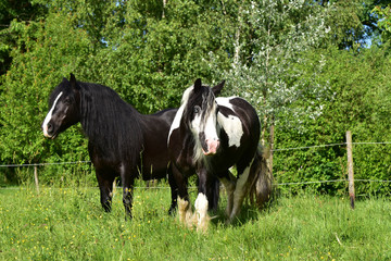 Fototapeta na wymiar Pferde auf der Weide