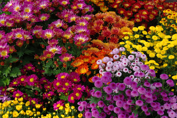 Colorful flowers in the garden