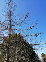 tree and sky
