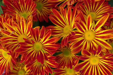 Obraz premium Colorful flowers in the garden