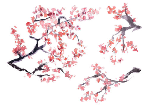 Several different types of twigs of blooming pink sakura traditions of Japan drawing