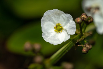 Obraz premium Close up of a Caldesia flower an aquatic plant in full bloom