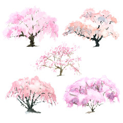 Collection of sakura trees painted in watercolor on a white background