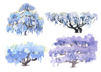 Collection of flowering of different Wisteria trees