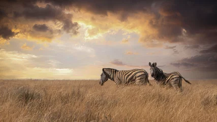 Foto op Canvas twee eenzame zebra& 39 s © Heinnie