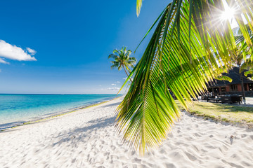 Palm luxury beach with white sand, sun and quiet ocean. Tropical banner