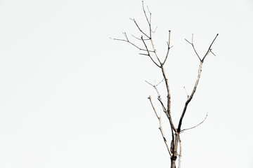 Fototapeta premium Tree branches on white background, isolated of die tree