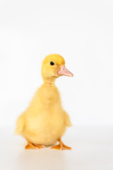 lovely yellow duck on white background isolated.