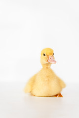 lovely yellow duck on white background isolated.