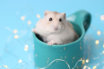 Fototapeta na wymiar Dwarf hamster sitting in a mug close-up, blue background with bokeh