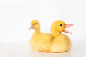 lovely yellow duck on white background isolated.