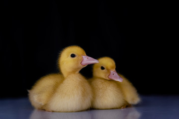 lovely yellow duck on black background