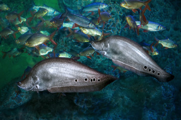 Fototapeta premium Fish indian knife or Chitala ornata (Notopterus chitala)
