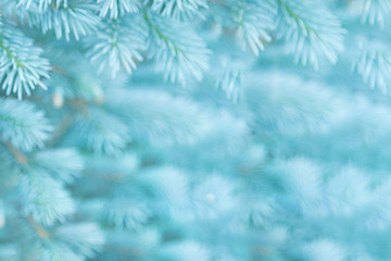 Blurred background of young branches of blue spruce in the colors of the 2020 trend