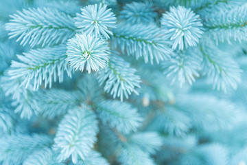 View of the young branches of blue spruce in the colors of the 2020 trend