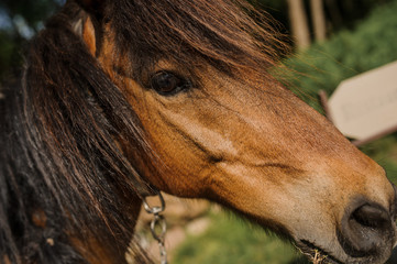 lateral view of a brown horse in a farm