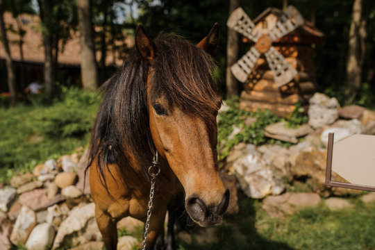 close up photo of a brown horse in a farm