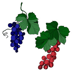 Vector Grape berry healthy food. Black and white engraved ink art. Isolated grape illustration element.