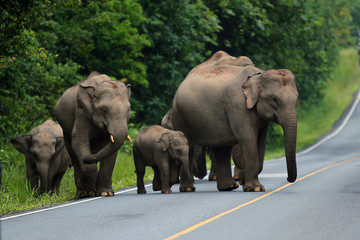 Elephant family walking on road in natural park.
