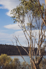 panoramic view of pristine Tasmania beach landscape in Australia