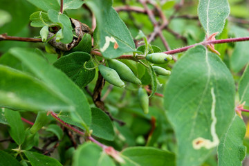 Green unripe berries of a garden honeysuckle among green leaves. Selective focus.