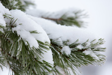 Winter tree in the Park