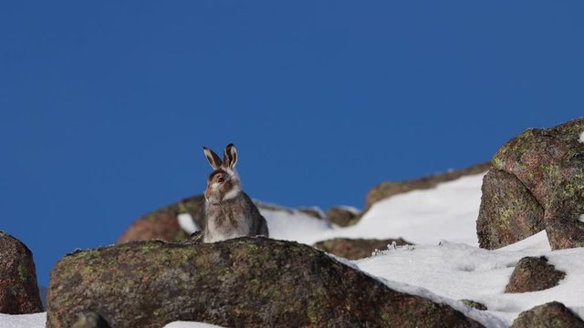 Mountain Hare in half winter moult, Lepus timidus, sitting amongst snow and rocks with bright blue sky during November in Scotland.