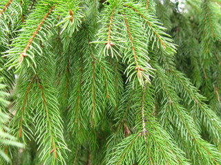 hanging branches of spruce with fluffy green natural needles