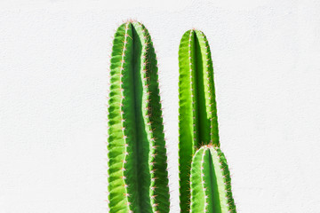Green cactus on a white background