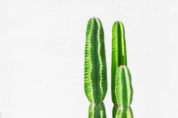 Green cactus on a white background