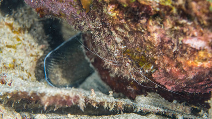 Close up of Banded Coral Shrimp in coral reef of the Caribbean Sea around Curacao