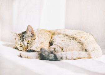 Cat lying on sofa in sunlight.