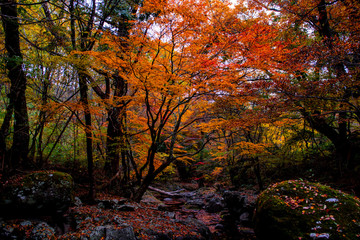 マゼノ渓谷の紅葉