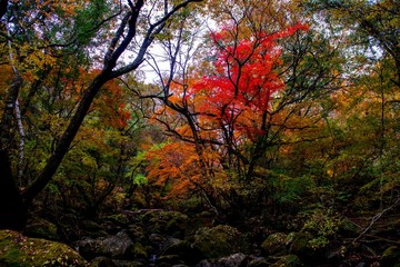 マゼノ渓谷の紅葉