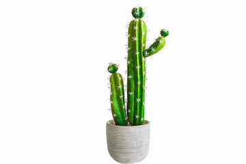 Cactus on a separate white background