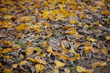 dry leaves with frost in the cold time