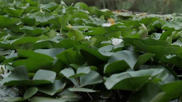 leaves of white water lilies sway in the wind