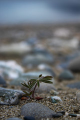 Small seeding with lots of space to grow towards the sky