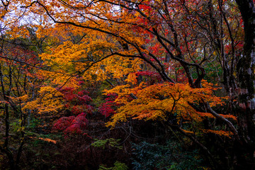 マゼノ渓谷の紅葉