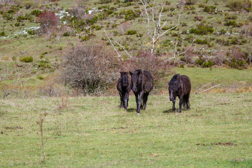 Grupo de caballos pottoka moviéndose en la pradera. Equus caballus. 
