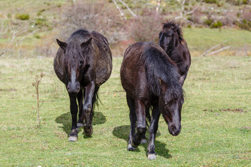 Equus caballus. Grupo de caballos pottoka moviéndose en la pradera.