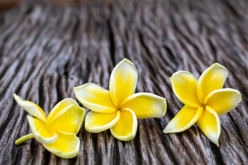 white yellow frangipania plumeria on wooden background.