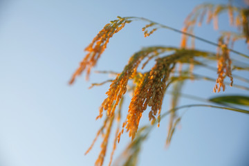Agriculture and rice field in Thailand. Food concept.