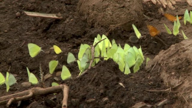 A daylight closeup shot of a group of orange and green butterflies feeding on the salts and minerals from the moist soil of the ground.